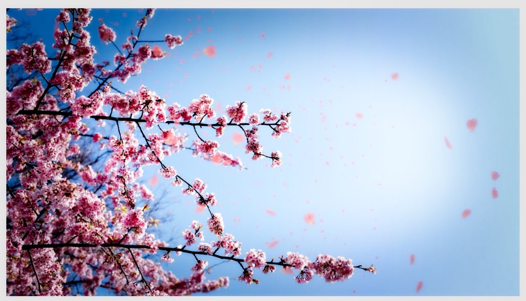 桜の花びらが舞い落ちる 動画素材 Youtubeなど映像制作で活用できます Unreality